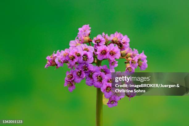 Bergenia Heartleaf Bergenia Flower Flowering Ellerstadt Germany High-Res Stock Photo