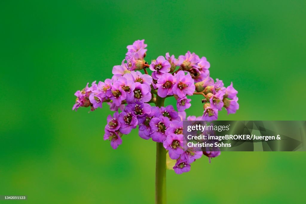 Bergenia, Heartleaf Bergenia (Bergenia cordifolia), flower, flowering, Ellerstadt, Germany