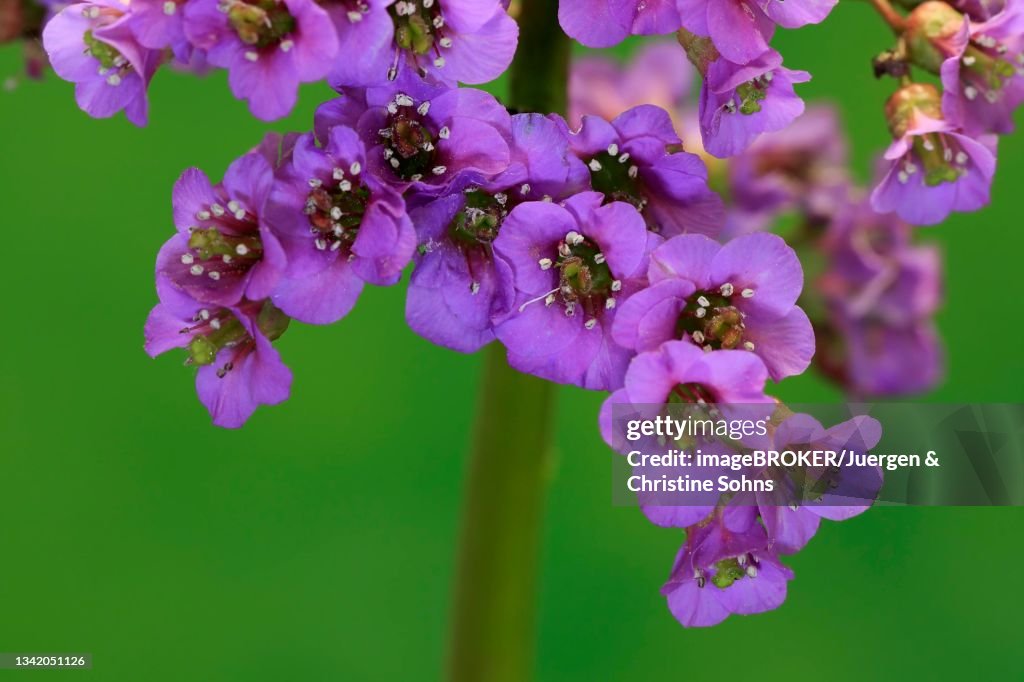 Bergenia, Heartleaf Bergenia (Bergenia cordifolia), flower, flowering, Ellerstadt, Germany