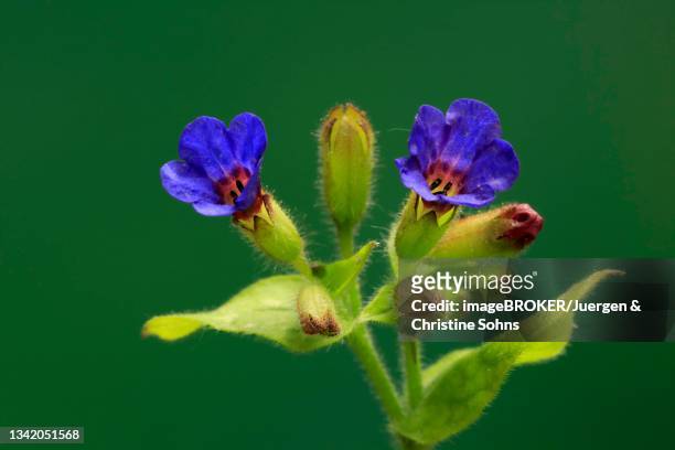 common lungwort (pulmonaria officinalis), flower, blooming, ellerstadt, germany - ベンケイソウ ストックフォトと画像