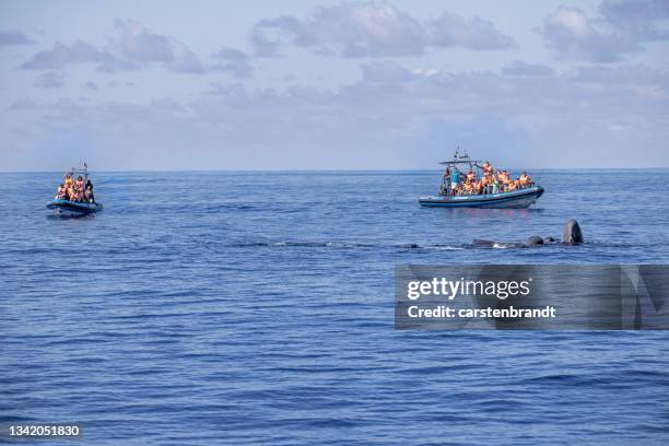 walbeobachtungsboot und eine kleine gruppe von pottwalen - ponta delgada stock-fotos und bilder