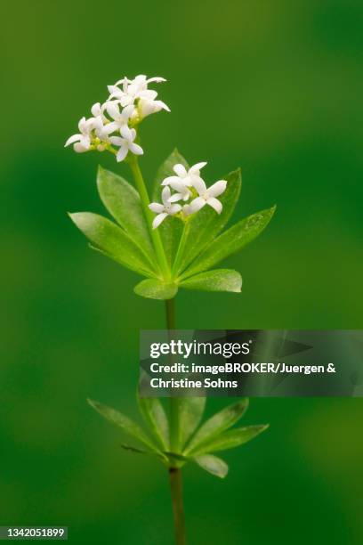 woodruff (asperula odorata), flower, flowering, perennial, ellerstadt, germany - asperula odorata stock pictures, royalty-free photos & images