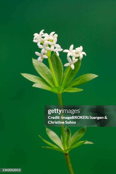 woodruff (asperula odorata), flower, flowering, perennial, ellerstadt, germany - asperula odorata stock pictures, royalty-free photos & images
