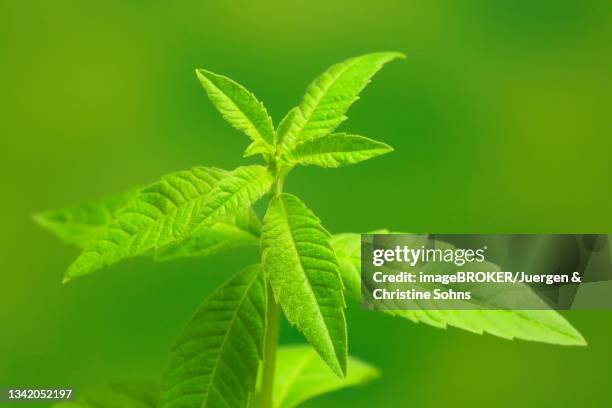 lemon verbena (aloysia triphylla), leaves, herbs, ellerstadt, germany - コウスイボク ストックフォトと画像