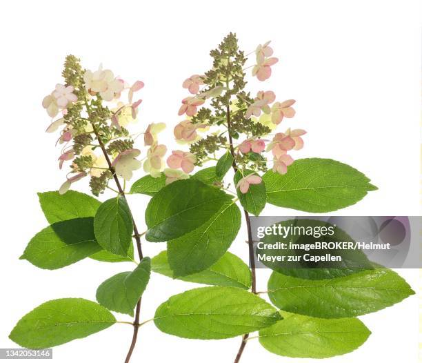 panicle hydrangea (hydrangea paniculata) vanilla fraise on white ground, studio shot, germany - panicle hydrangea stock pictures, royalty-free photos & images