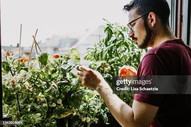 urban gardening, growing tomatoes at home - balcony vegetables stock pictures, royalty-free photos & images