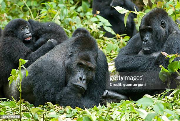 a family of eastern lowland gorillas in the jungles of congo - western lowland gorilla stock pictures, royalty-free photos & images