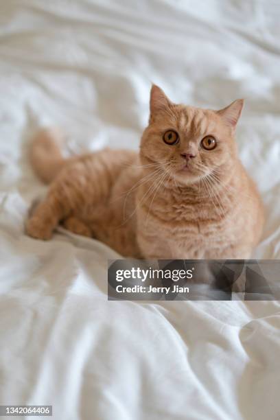golden munchkin cats - munchkin cat bildbanksfoton och bilder