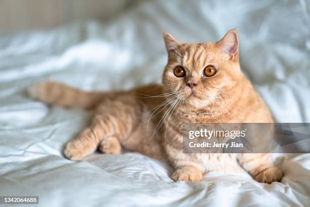 munchkin cats with short leg - tabby munchkin cat bildbanksfoton och bilder