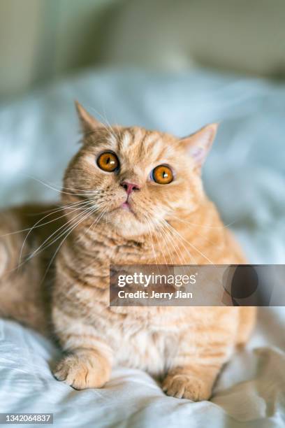munchkin cats - munchkin kitten bildbanksfoton och bilder