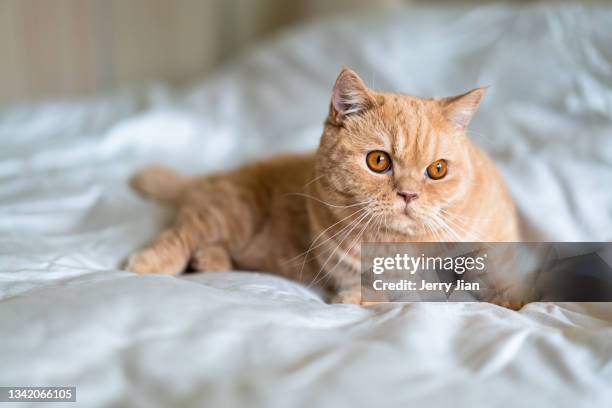 a lovely munchkin cat on the bed - munchkin kitten bildbanksfoton och bilder
