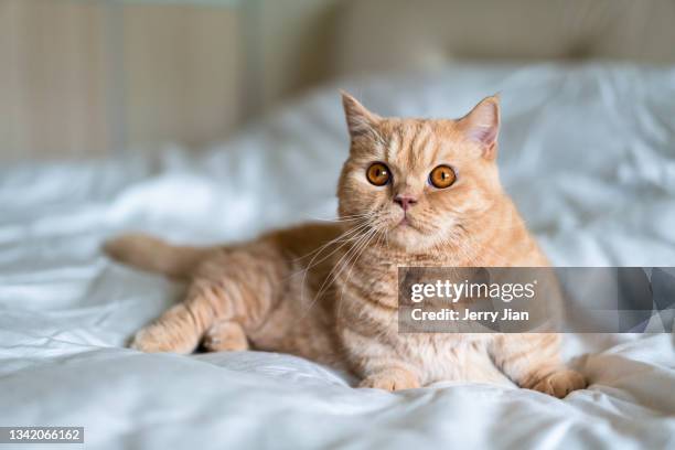 a lovely munchkin cat on the bed - munchkin kitten bildbanksfoton och bilder