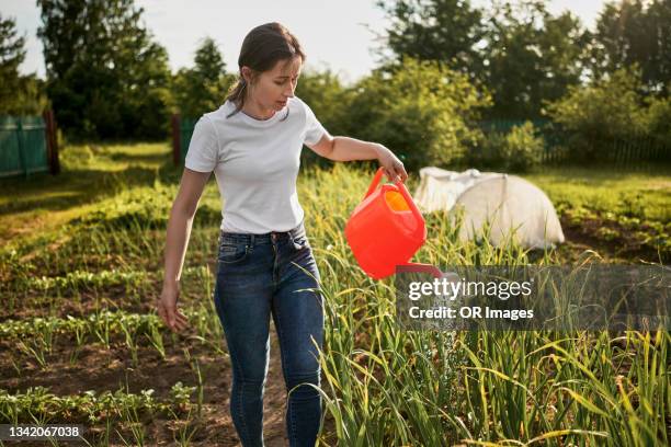 woman watering plants in vegetable garden - holding watering can stock pictures, royalty-free photos & images