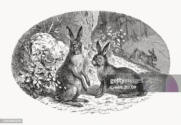 mountain hare (lepus timidus), wood engraving, published in 1889 - hare stock illustrations