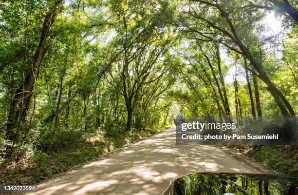 tunnel of trees over dirt road - hilton head photos et images de collection