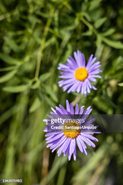 alpine aster (aster alpinus) - aster stock pictures, royalty-free photos & images