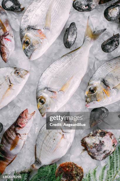 pescado fresco y mariscos sobre hielo - merluza fotografías e imágenes de stock