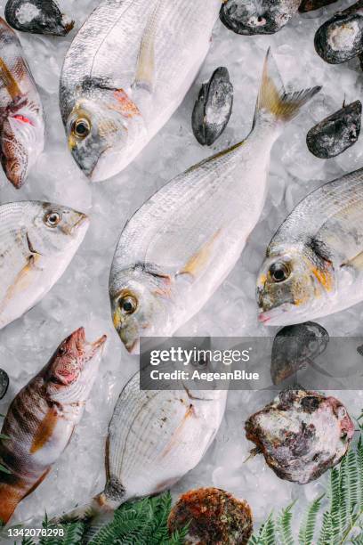 fresh fish's and sea food's on ice - hake stock pictures, royalty-free photos & images