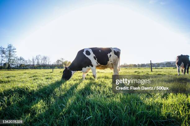 cows grazing in the pasture,alsace,france - kuh stock-fotos und bilder