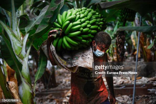 An ash-filled farmer picks a bunch of bananas before the lava from the Cumbre Vieja volcano reaches the plantations, on 23 September, 2021 in La...