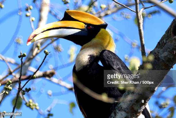 low angle view of hornbill perching on tree,kaziranga national park,india - kaziranga national park photos et images de collection