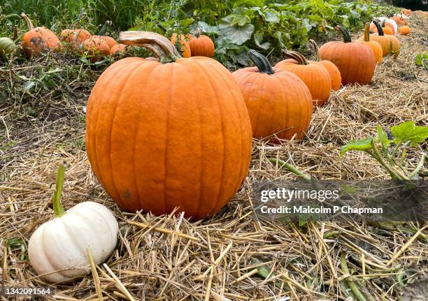 pumpkin patch in field, pumpkins ready for halloween. - pumpkins in a row stock pictures, royalty-free photos & images