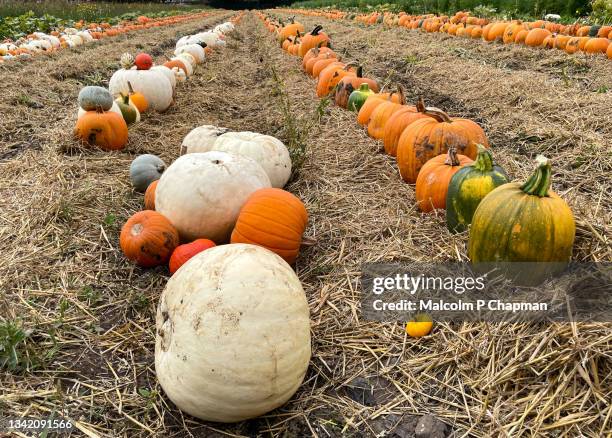 pumpkin patch in field, pumpkins ready for halloween. - pumpkins in a row stock pictures, royalty-free photos & images