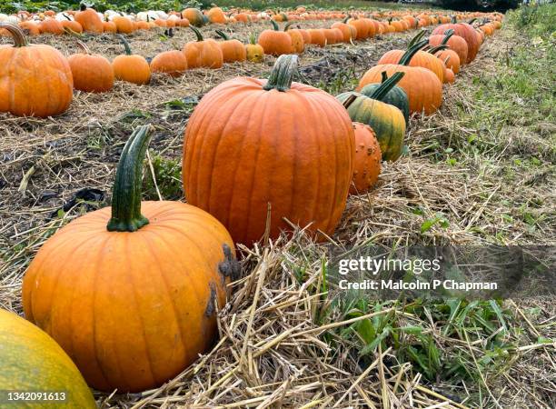 pumpkin patch in field, pumpkins ready for halloween. - pumpkins in a row stock pictures, royalty-free photos & images