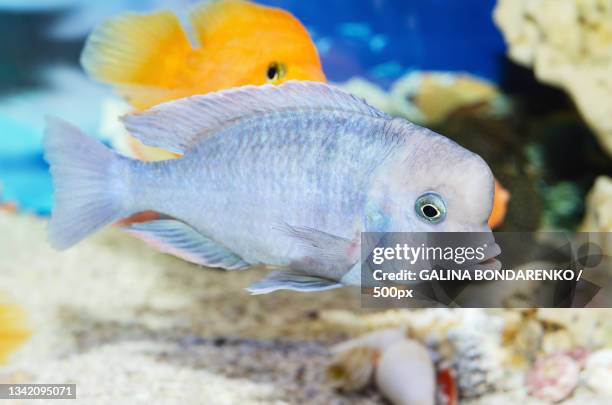 close-up of tropical saltwater fish swimming in sea,russia - cichlid aquarium stock pictures, royalty-free photos & images