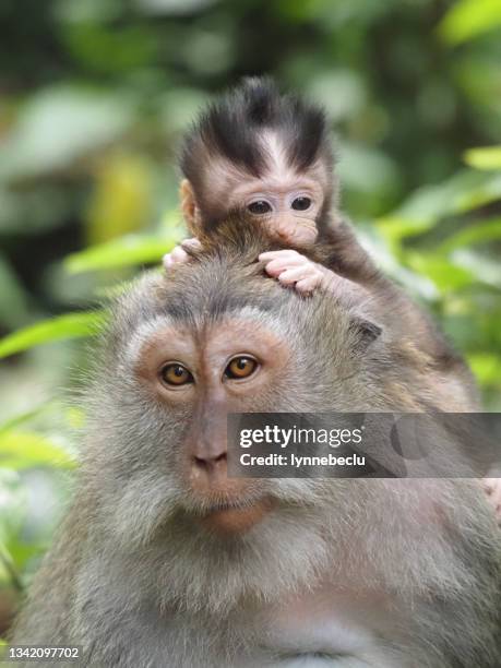 mother and baby macaque monkeys - animal love stock pictures, royalty-free photos & images