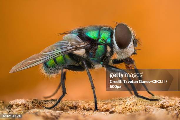 close-up of insect on rock - zweiflügler stock-fotos und bilder