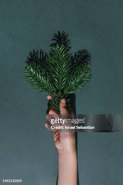 view from above of a young girl holding a pine branch in her hand. - tannenzweig stock-fotos und bilder