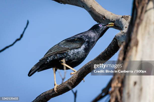 low angle view of songpasserine bird perching on tree against sky,australian capital territory,australia - satin bowerbird stock pictures, royalty-free photos & images