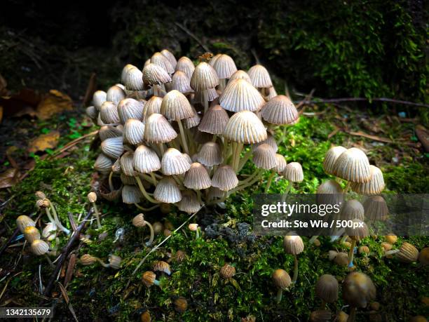 close-up of mushrooms growing on field - close up of mushroom growing outdoors stock-fotos und bilder