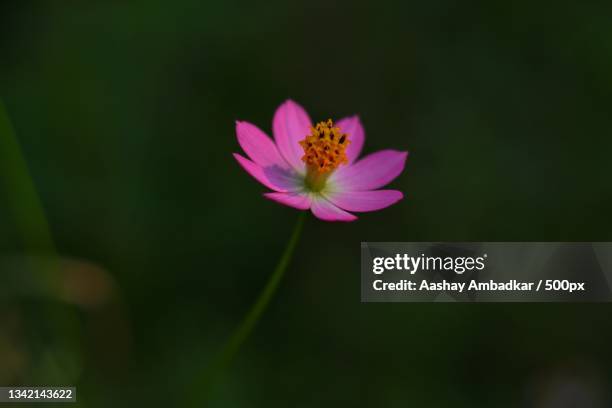 close-up of pink flower,pune,maharashtra,india - poona stockfoto's en -beelden