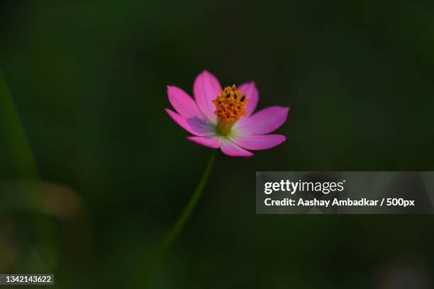 close-up of pink flower,pune,maharashtra,india - pune imagens e fotografias de stock
