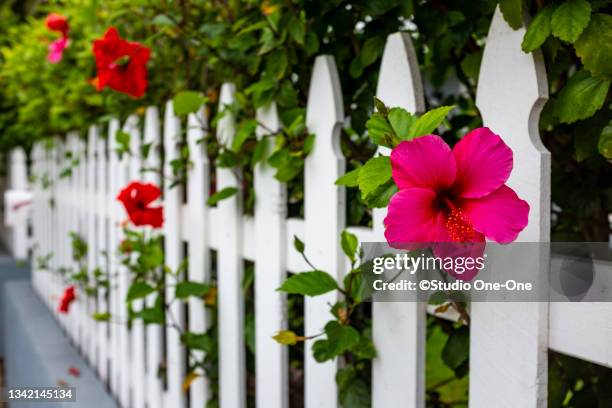 flowers and picket fence - steccato foto e immagini stock
