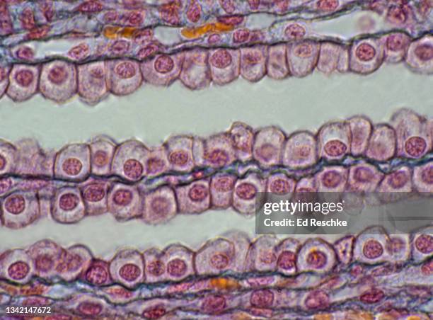 kidney tubules in longitudinal section--simple cuboidal epithelium, 250x - cuboidal epithelium stock pictures, royalty-free photos & images