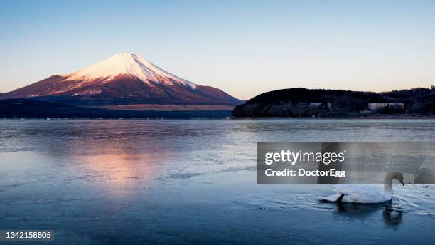 white swan and fuji mountain in winter at yamanakako lake, japan - yamanaka lake stockfoto's en -beelden