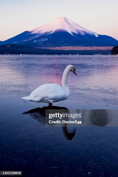 white swan and fuji mountain in winter at yamanakako lake, japan - yamanaka lake stockfoto's en -beelden