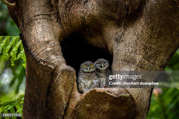 owl, spotted owlet (athene brama) is a small owl which breeds in tropical asia, pair living in the tree hole in nature - owlet stockfoto's en -beelden