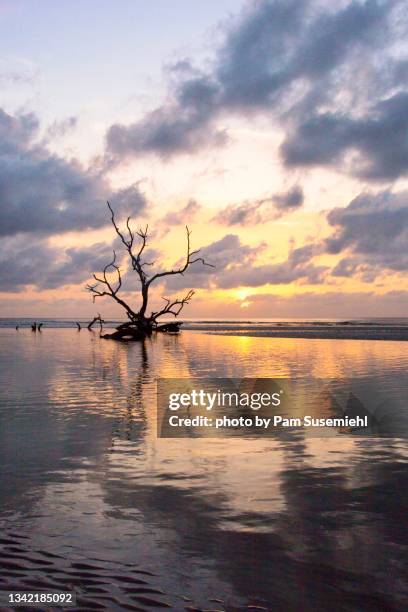 skeletal tree in atlantic ocean at sunrise - live oak tree stock pictures, royalty-free photos & images