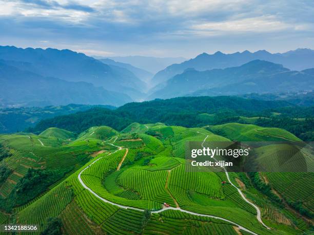 aerial view of tea field - camellia sinensis stock pictures, royalty-free photos & images