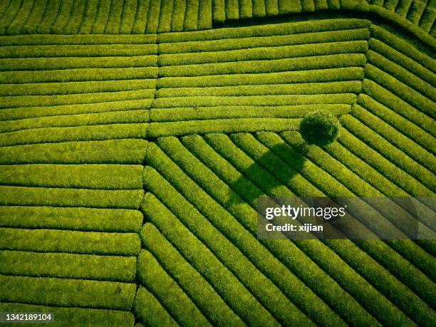 vista aerea del campo di tè - green tea leaves foto e immagini stock