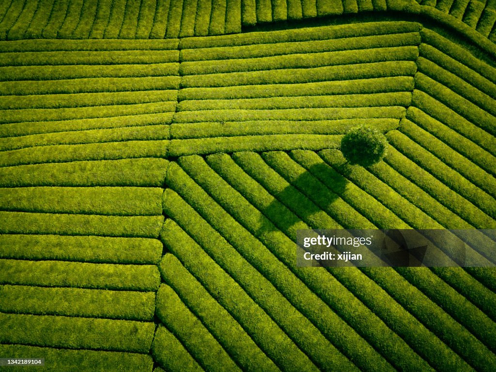 Aerial view of tea field