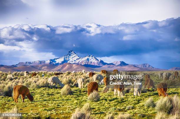 mucha llama un camélido de gran altitud en el parque nacional sajama, bolivia - bolivia fotografías e imágenes de stock