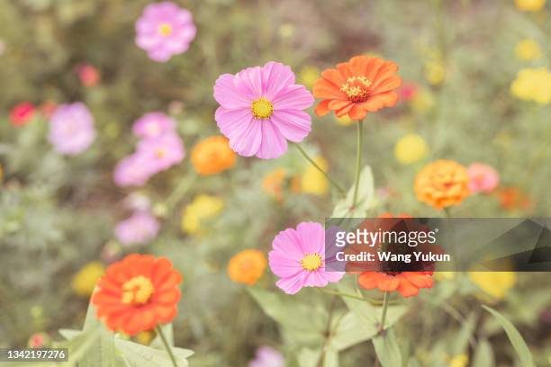 cosmos bipinnata - garden coreopsis flowers stock pictures, royalty-free photos & images