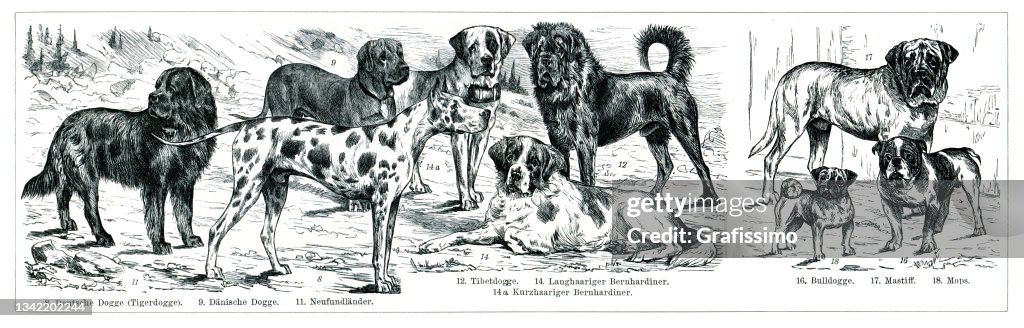 Newfoundland mastiff dane in a group of domestic animals dog