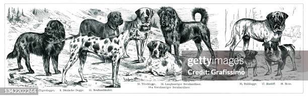 newfoundland mastiff dane in a group of domestic animals dog - newfoundland dog stock illustrations