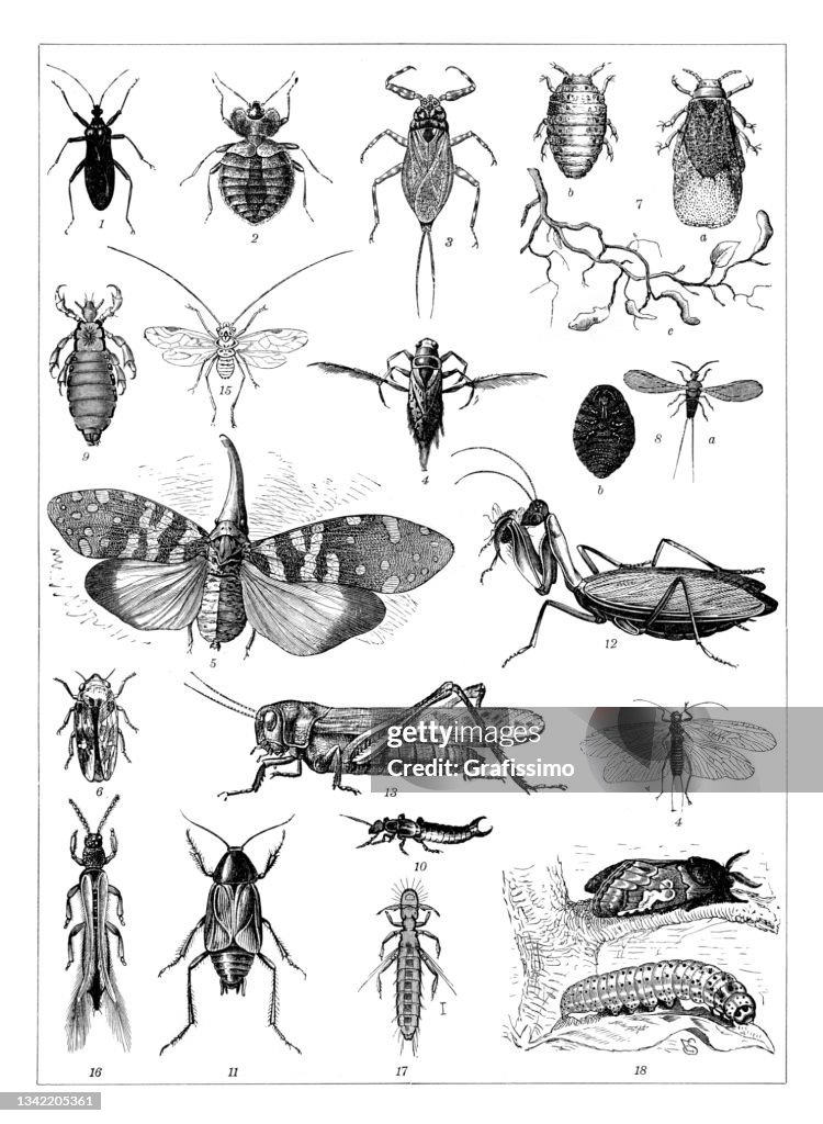 Linee Insect Grouping Group Of Insects On White Background Drawing 1898 High-Res Vector ...